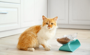 اكل قطط جاف