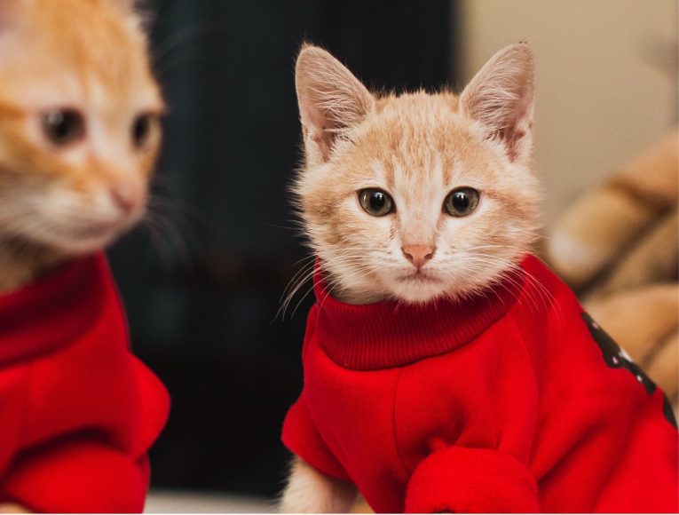 ملابس قطط متنوعة
