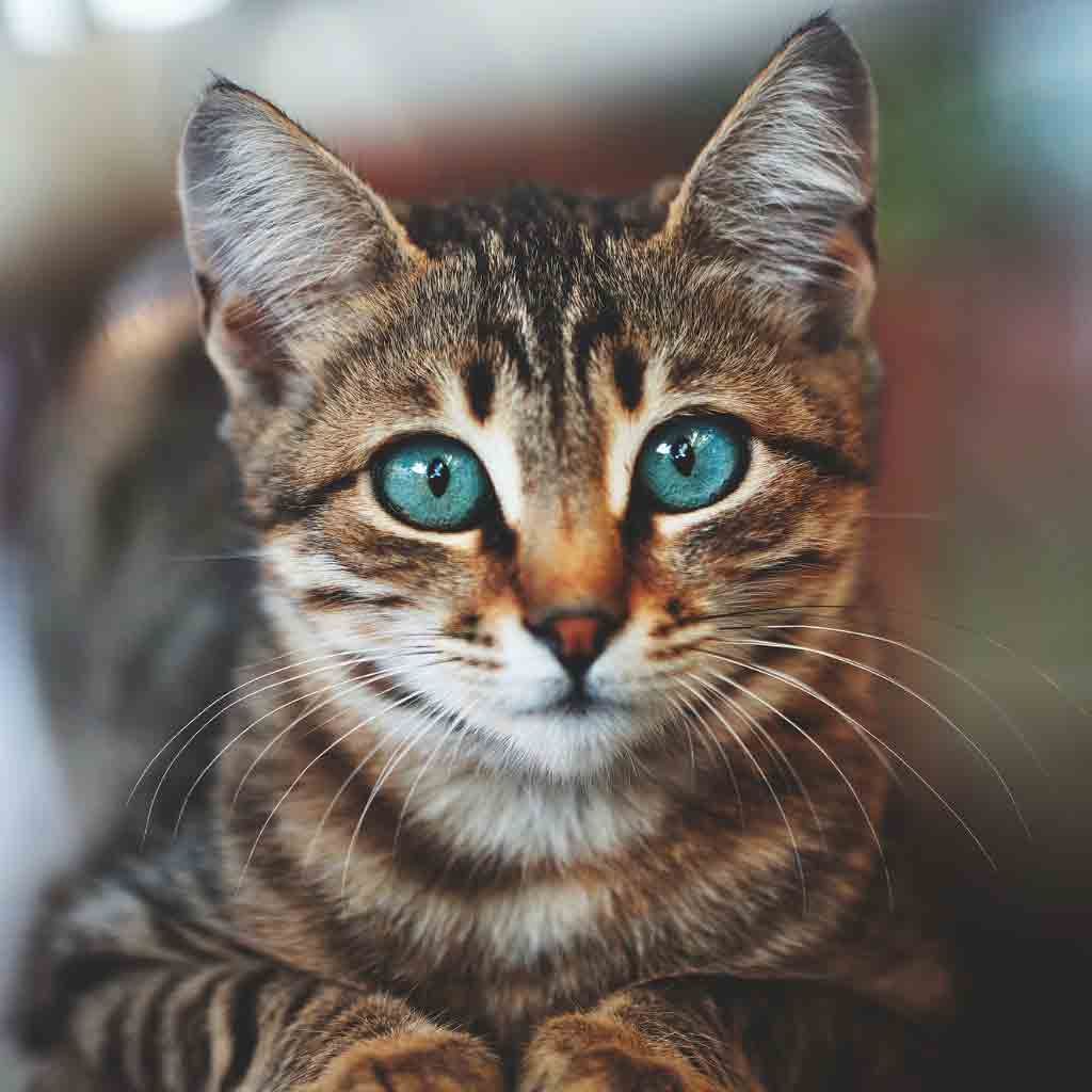 kitten with blue eyes