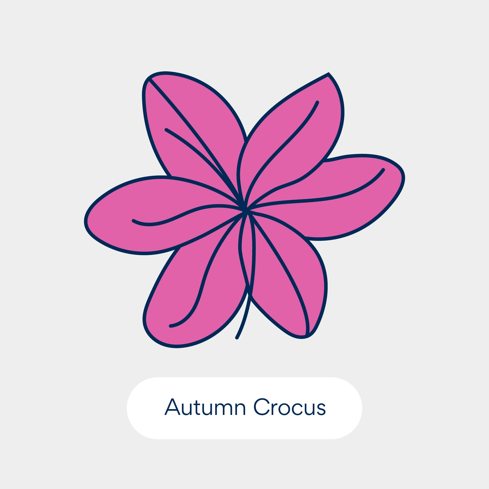 نباتات سامة للقطط: كروكوس الخريف