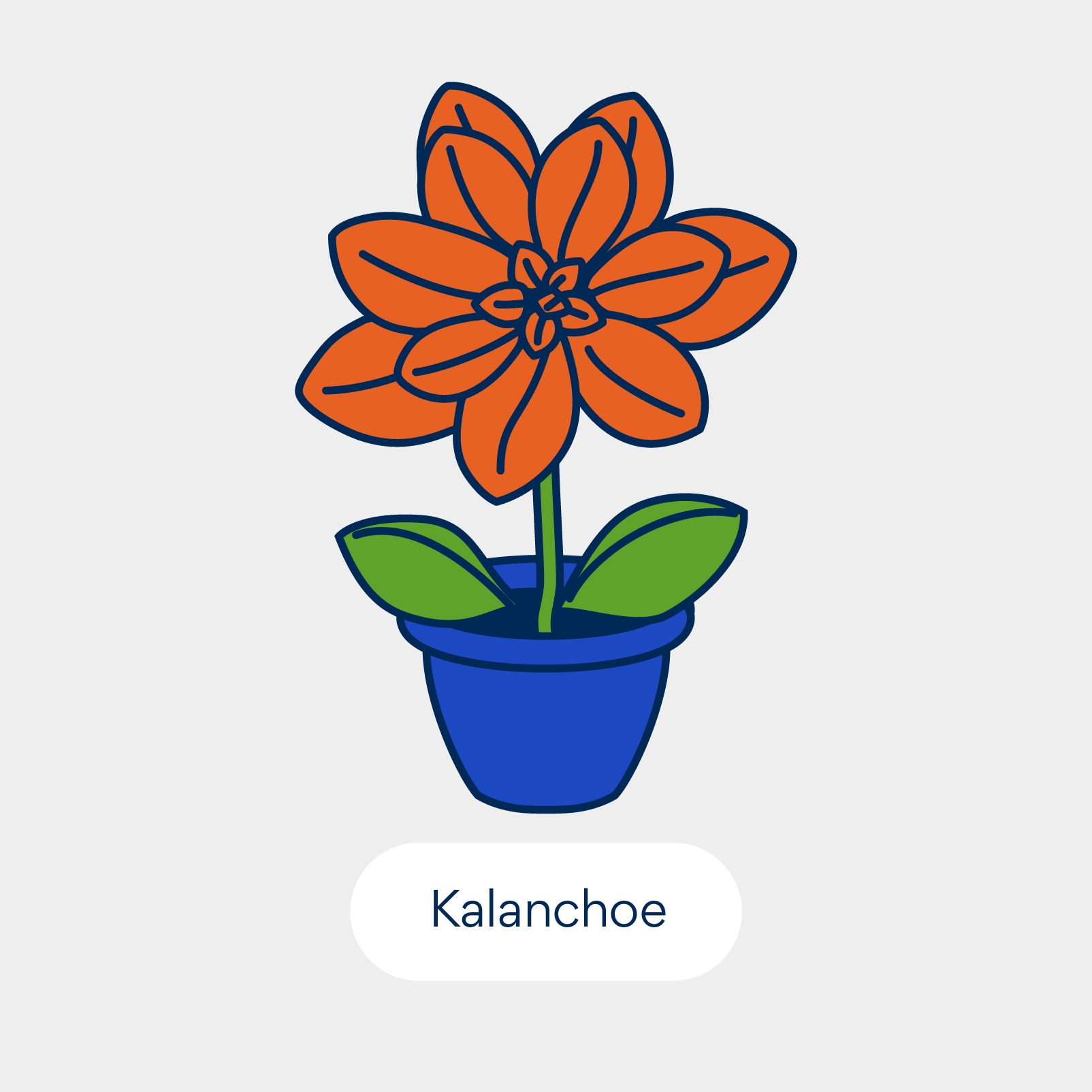 نباتات سامة للقطط: كالانشوي