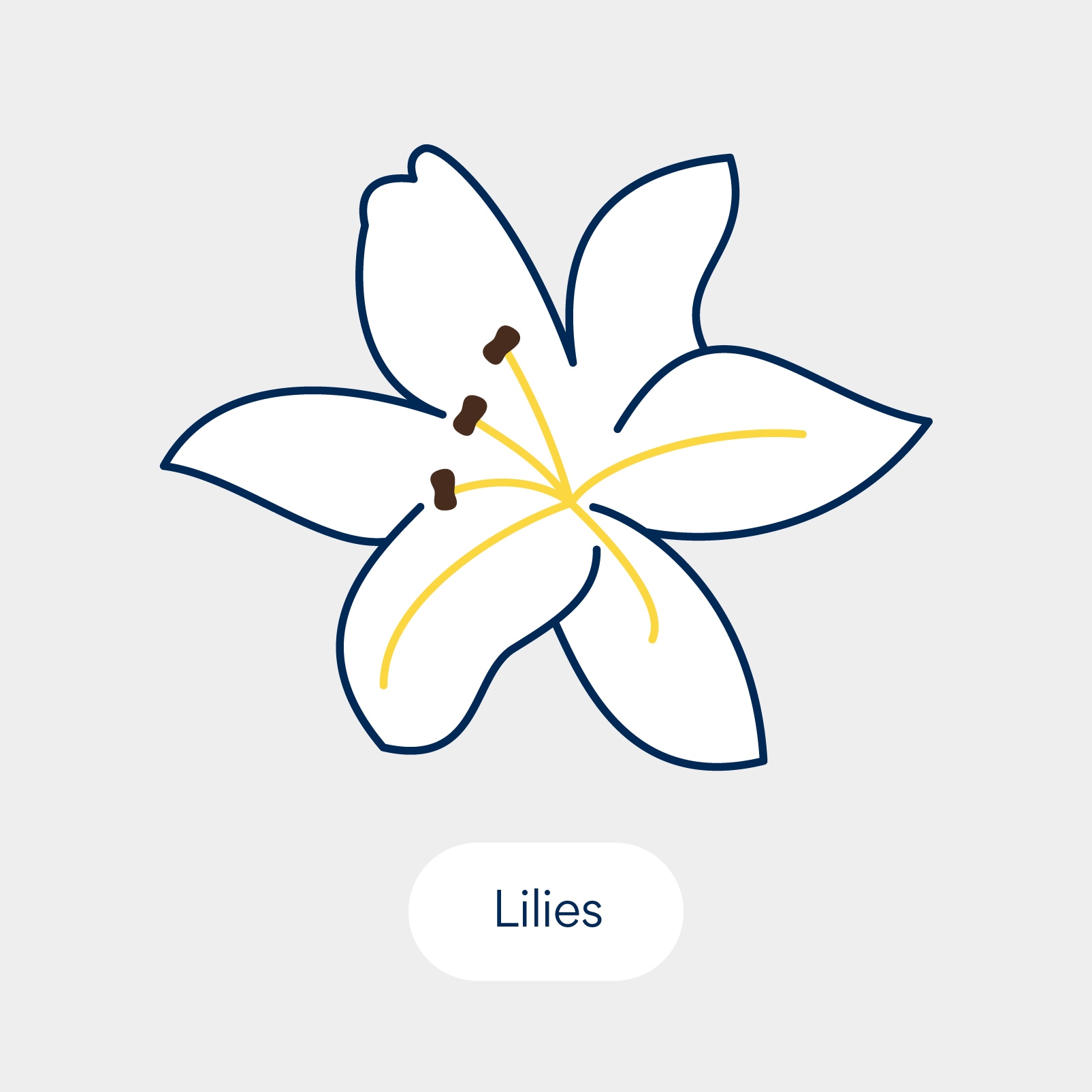 نباتات سامة للقطط: الزنابق