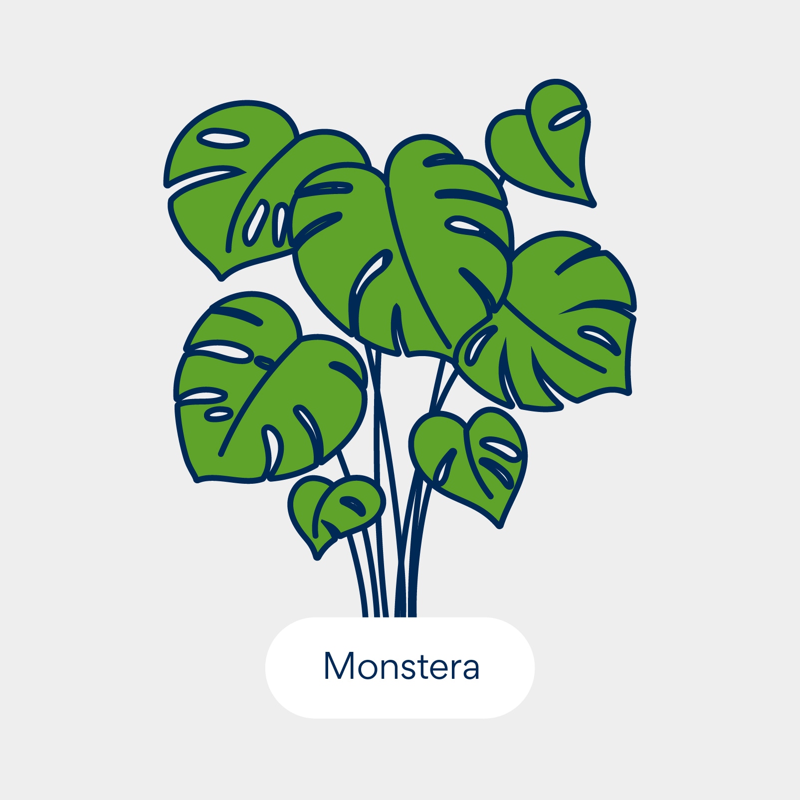 نباتات سامة للقطط: مونستيرا