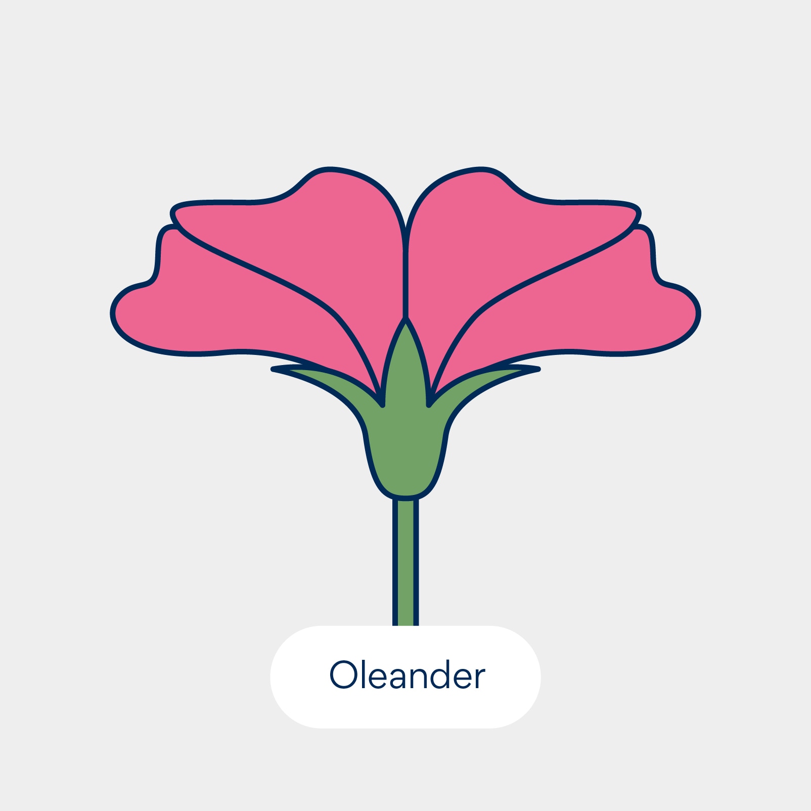 نباتات سامة للقطط: أوليستر