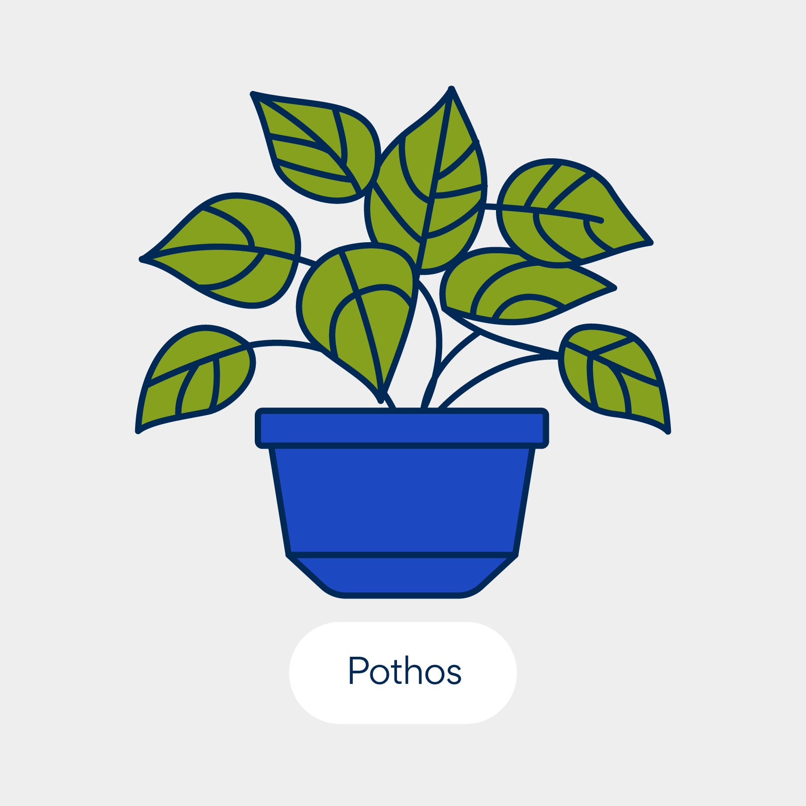 نباتات سامة للقطط: البوثوس