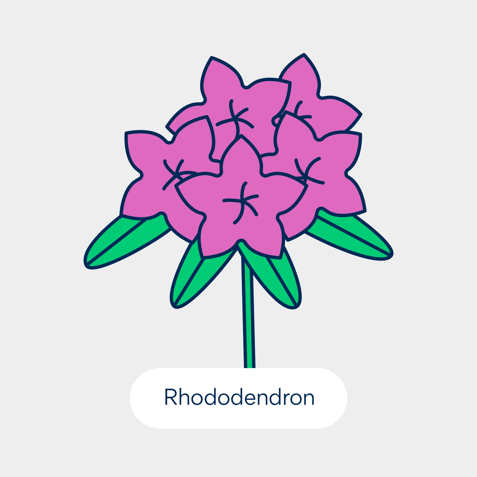 نباتات سامة للقطط: رودودندرون