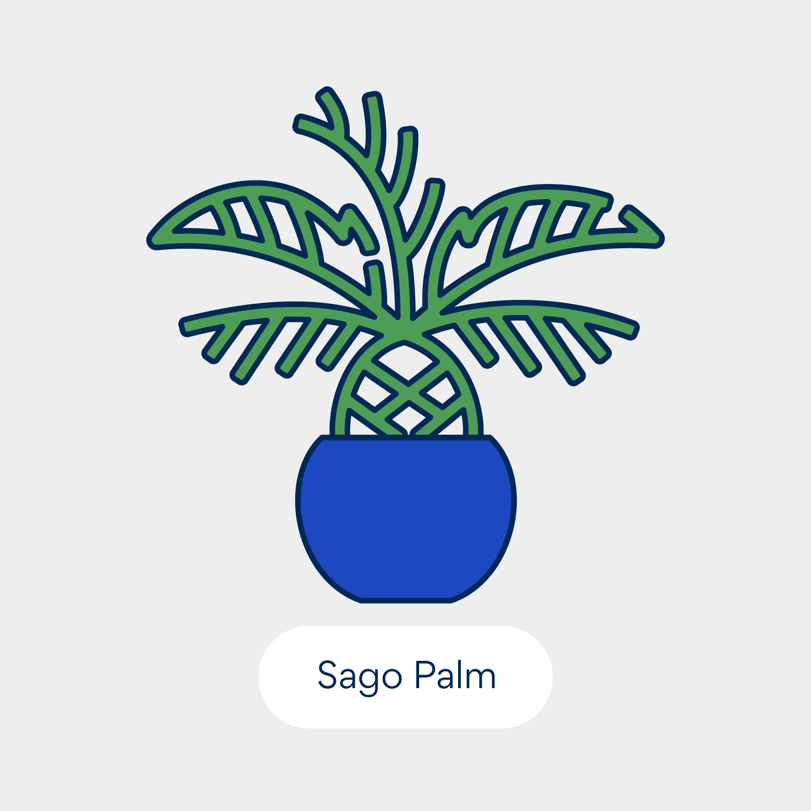 نباتات سامة للقطط: ساجو بالما