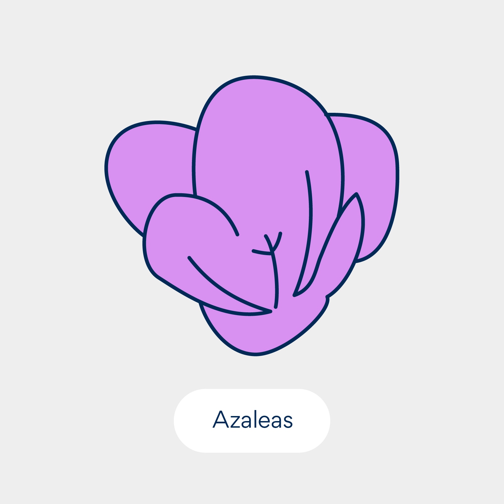 نباتات سامة للقطط: الأزاليات