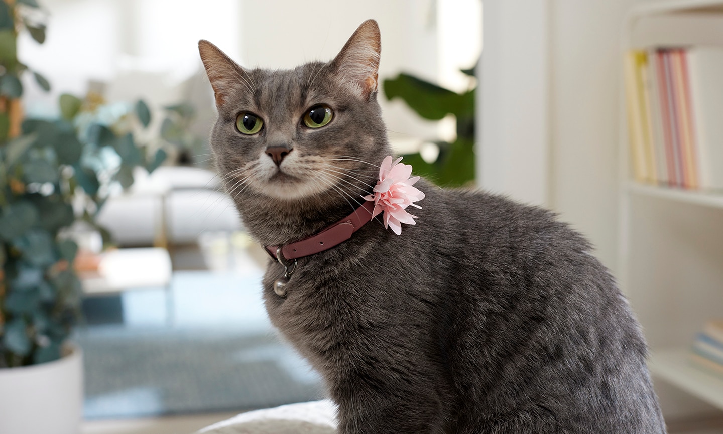 قطة ترتدي قلادة بها زهور ونباتات في الخلفية