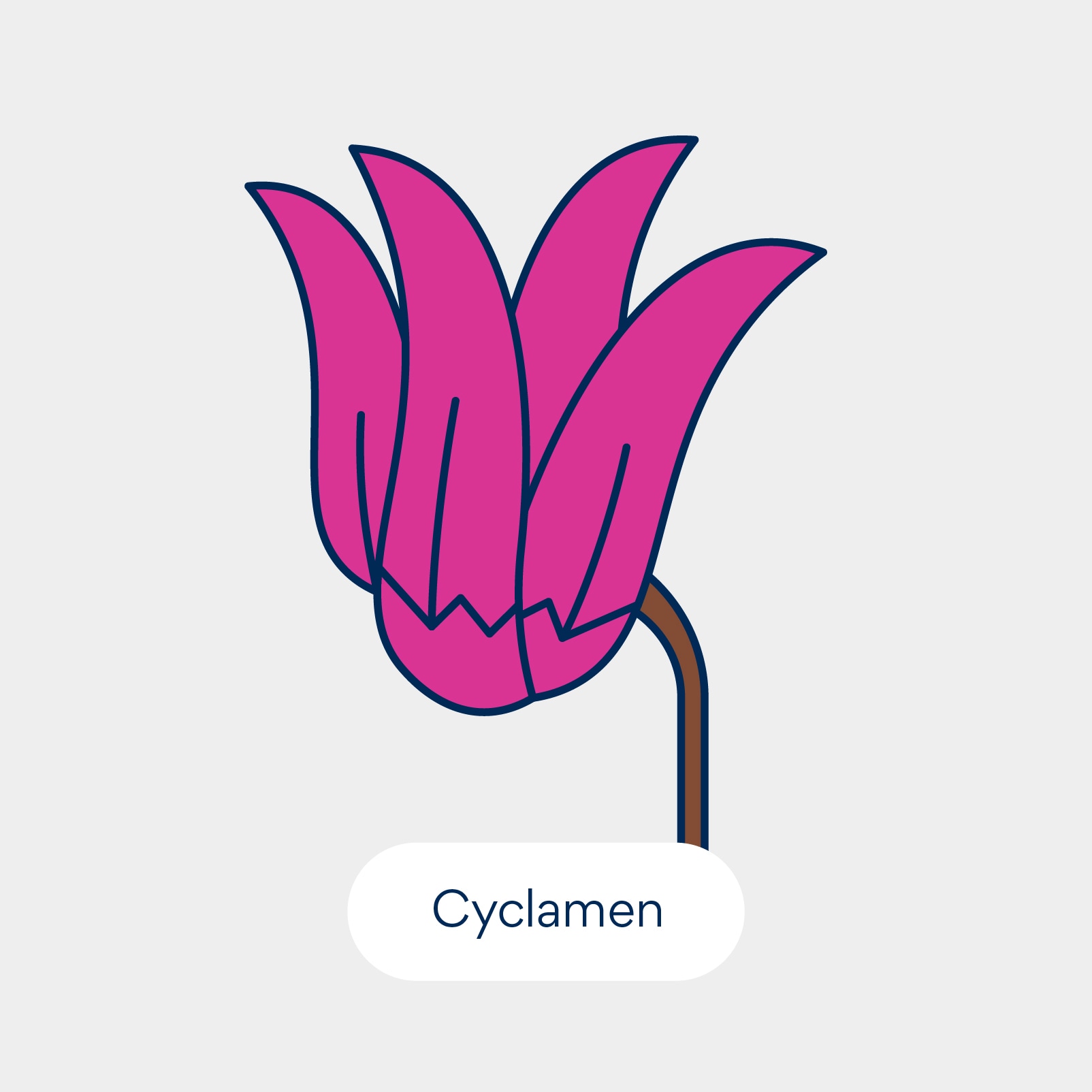 نباتات سامة للقطط: سايكلامين