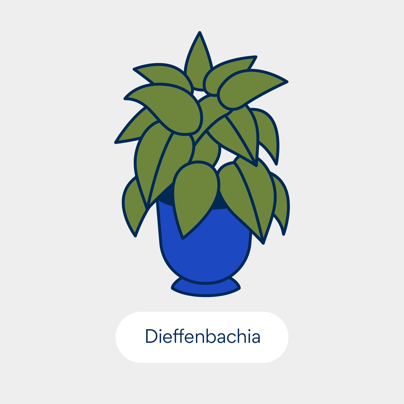 نباتات سامة للقطط: ديفنباخيا