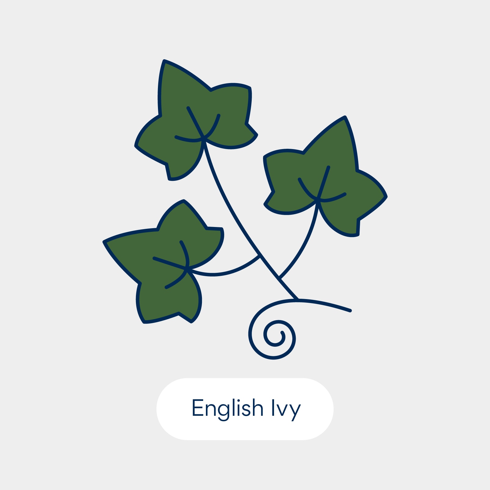 نباتات سامة للقطط: إيفي الإنجليزية