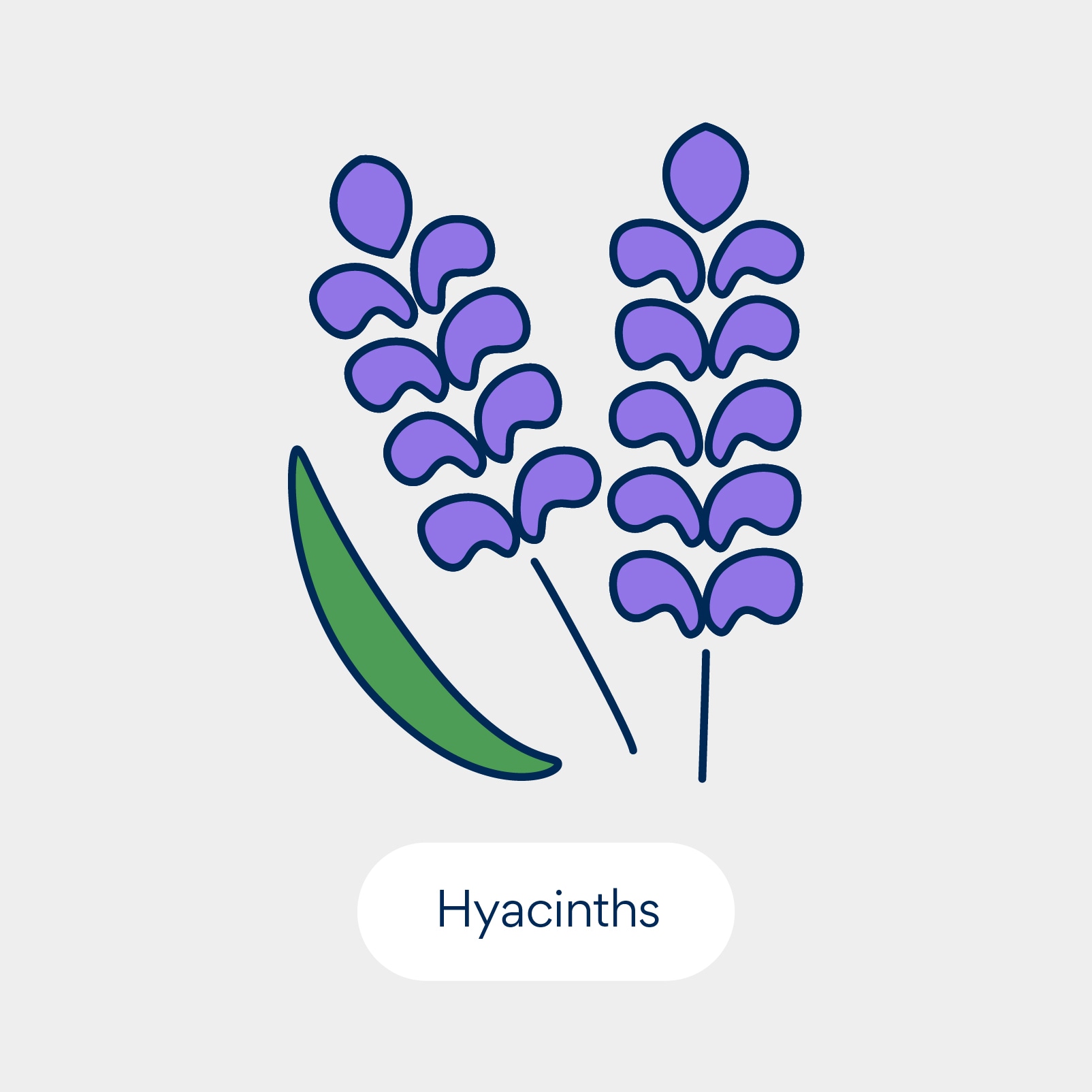 نباتات سامة للقطط: هياسينث