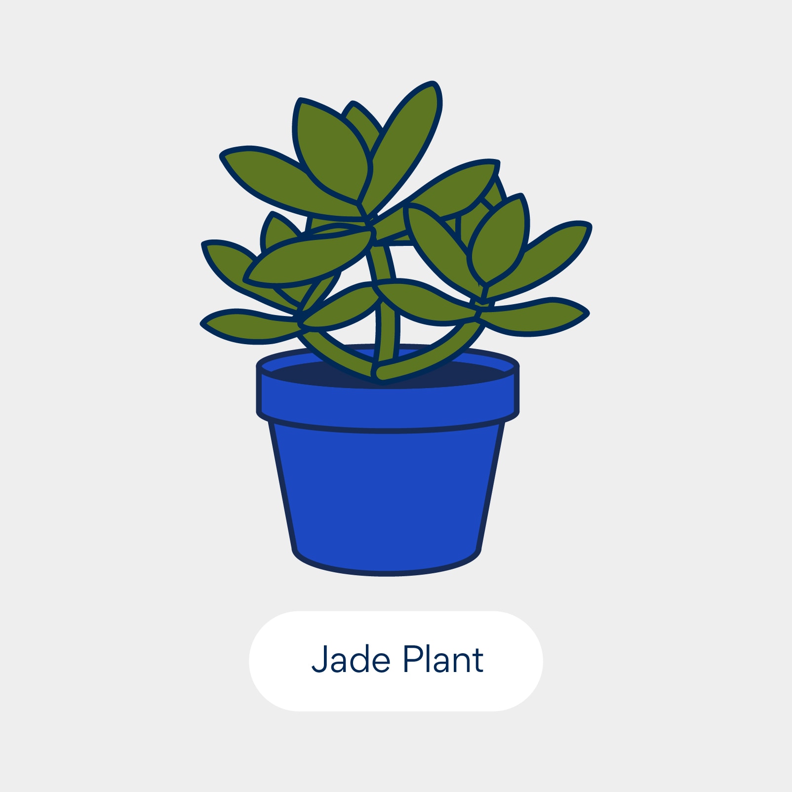 نباتات سامة للقطط: نبات الجيد