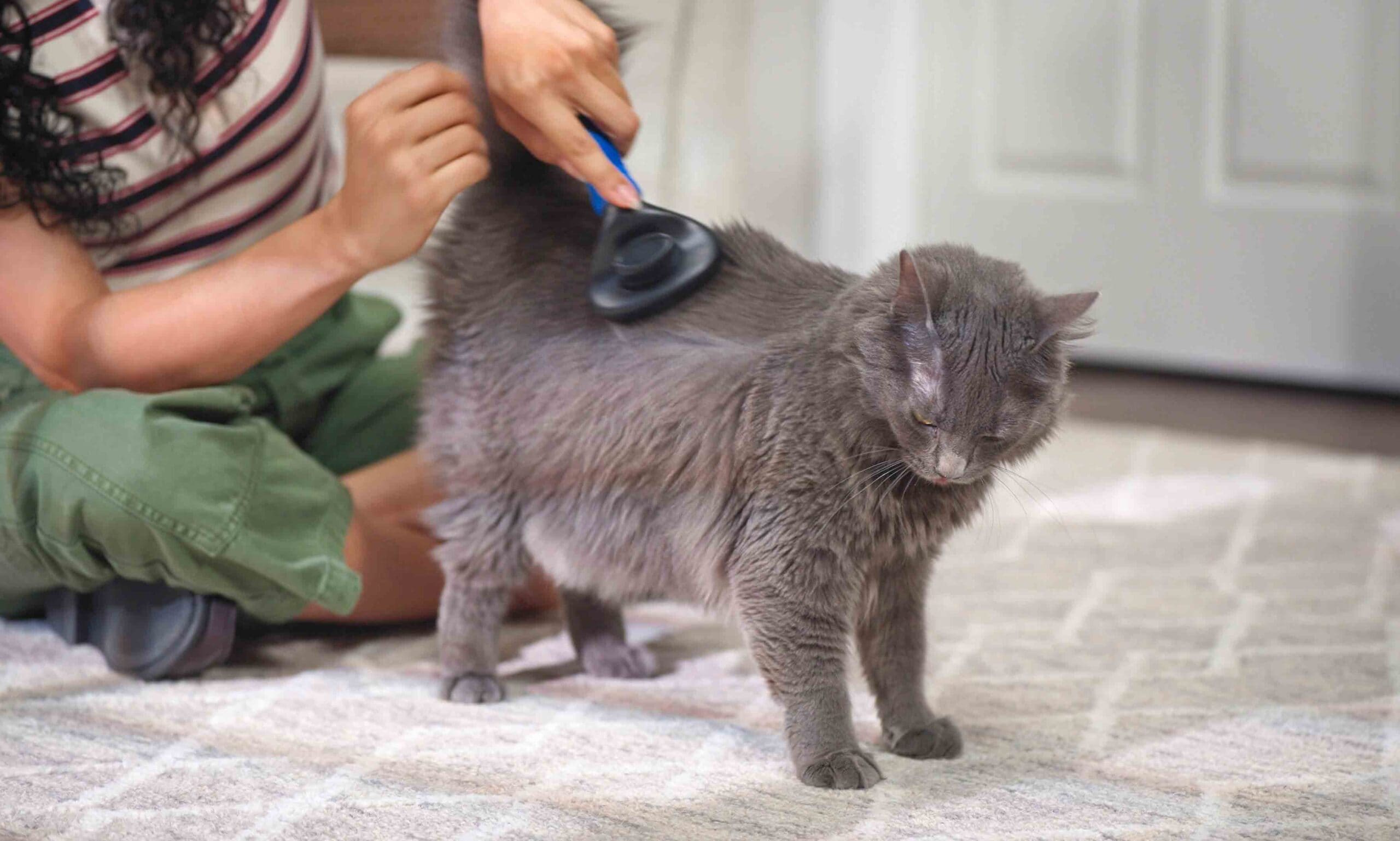 صورة امرأة تقوم بتنظيف قطة