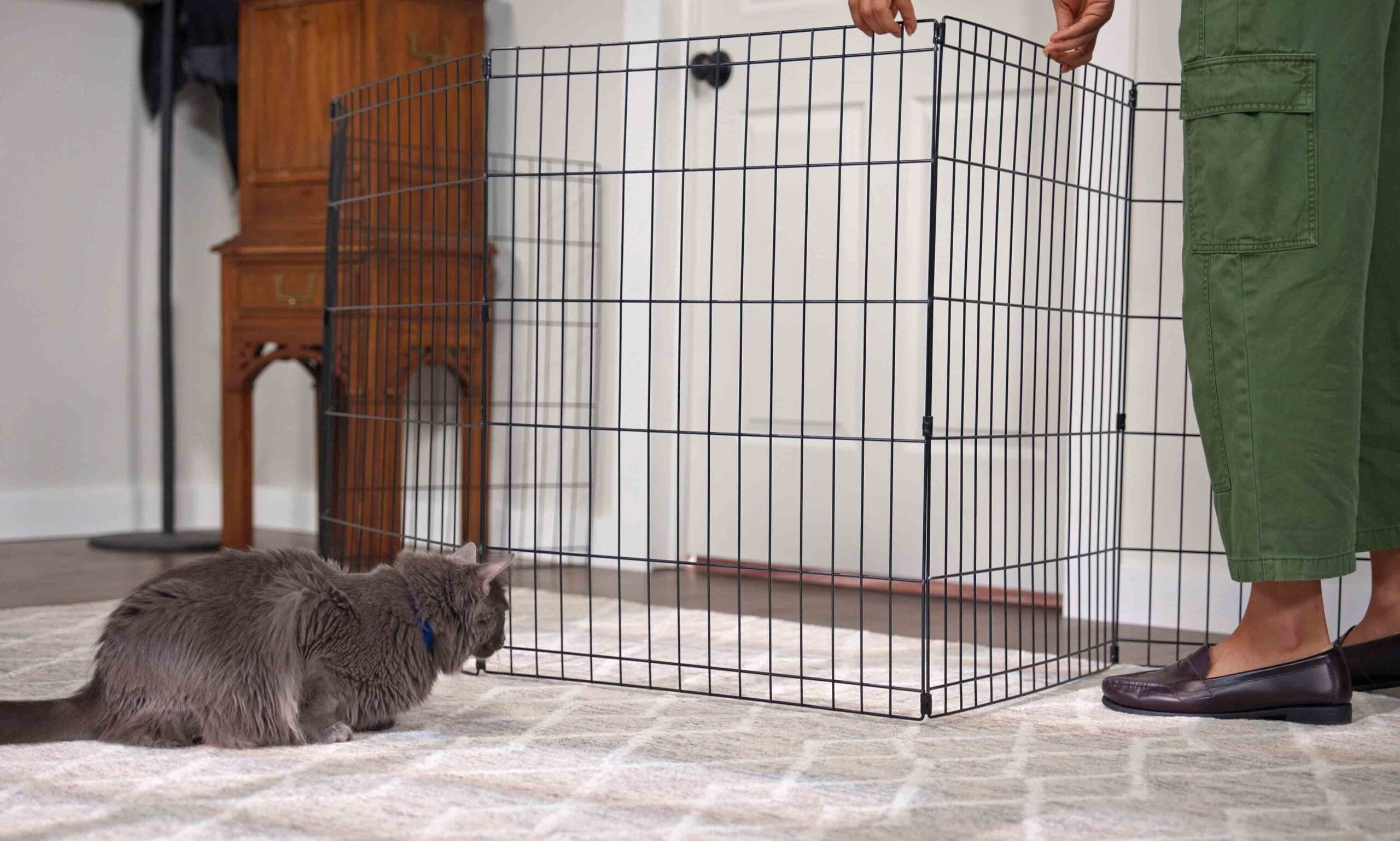 صورة امرأة تقوم بإعداد بوابة للكلب بينما تشاهد قطة