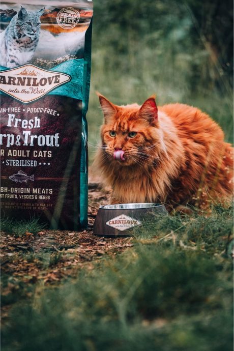 طعام جاف للقطط مع سمك الشبوط والسلمون المنقط من كارنيلوف البالغة المحايدة وزن 2 كجم