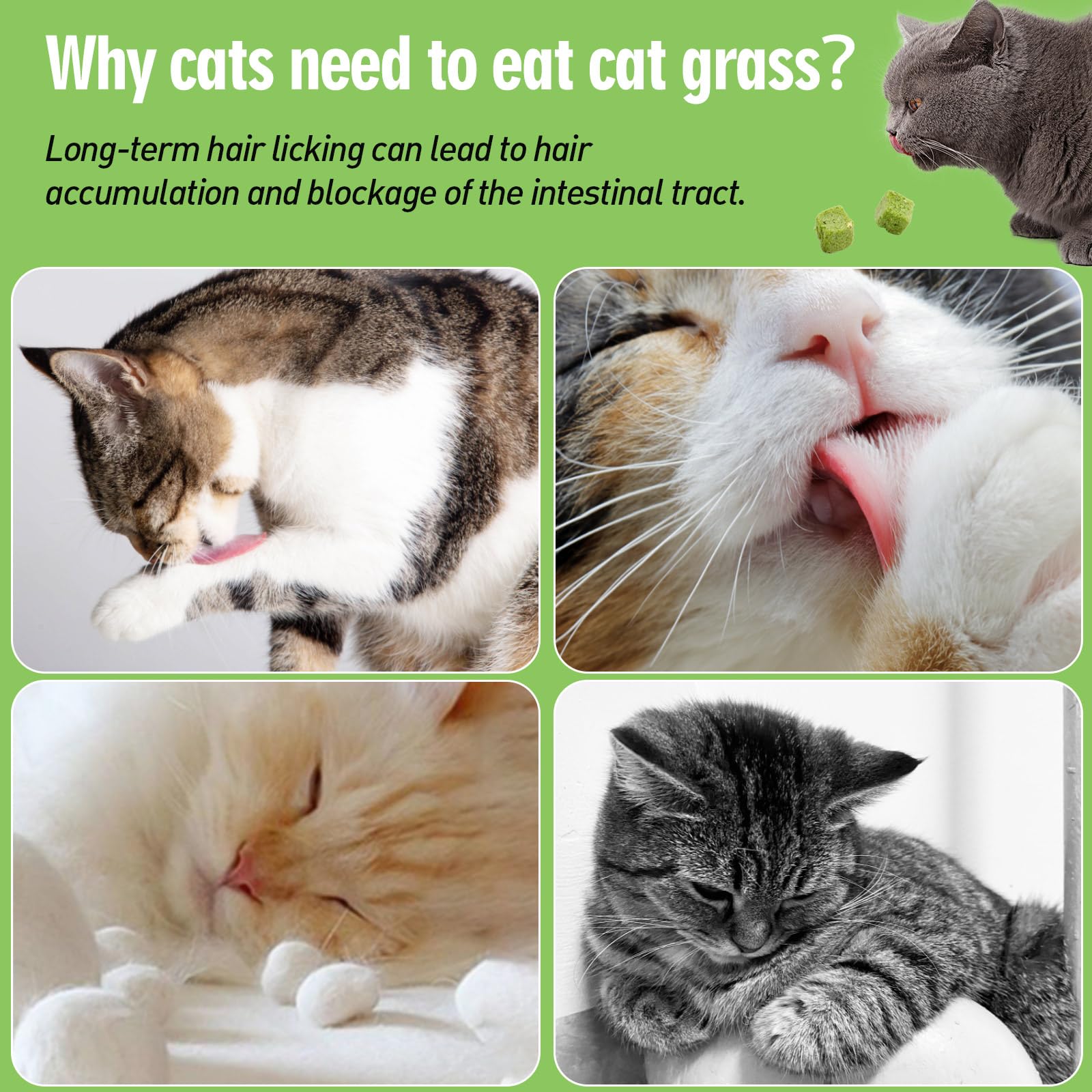 ألعاب عشبية للقطط من النعناع البري، مجففة بشكل طبيعي للقطط، ألعاب مضغ للقطط صالحة للأكل لتنظيف الأسنان وإزالة الشعر، 60 جرام