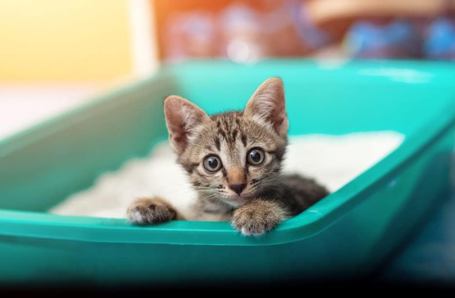 رمل للقطط من برو ارت 10 لتر