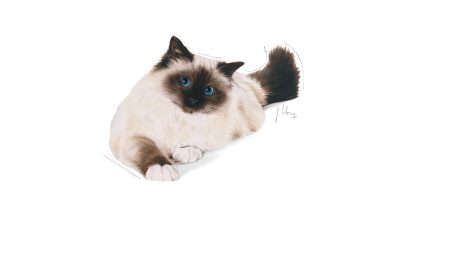 رويال كانين – طعام جاف للقطط البالغة للتحكم في كرات الشعر – 400 جرام