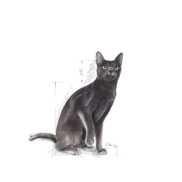 رويال كانين معقمة 37 | عبوة من 3 قطع | 3 × 400 غرام | طعام جاف للقطط المخصية (من 1 الى 7 سنوات) | للحفاظ على وزن الجسم المثالي | مع نسبة عالية من البروتين