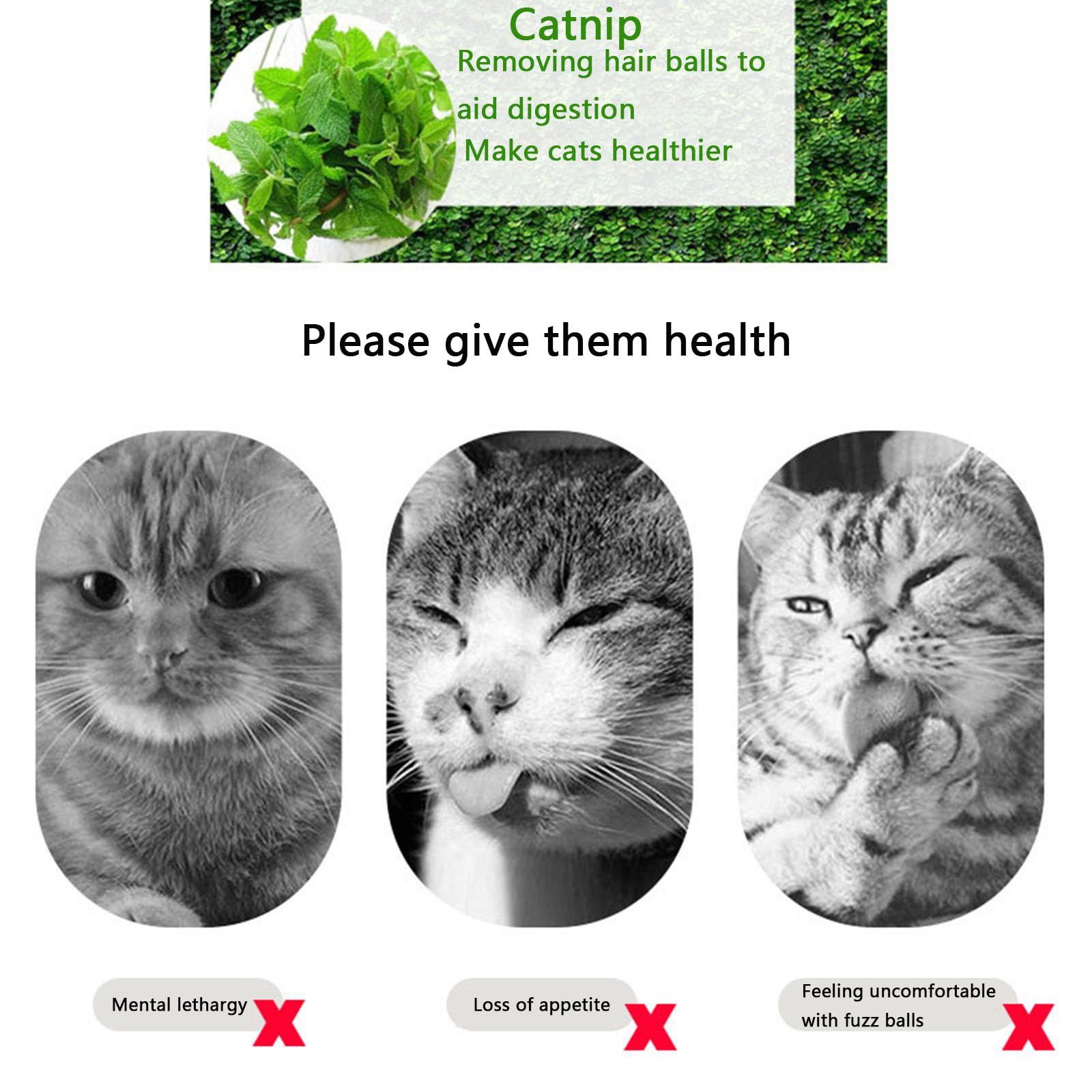 عبوة النعناع البري المجفف، تستخدم كوجبة خفيفة أو لحشو ألعاب القطط، مجففة ومحكمة الغلق ومعبأة لسهولة الحفظ، زجاجتان (100 جرام)