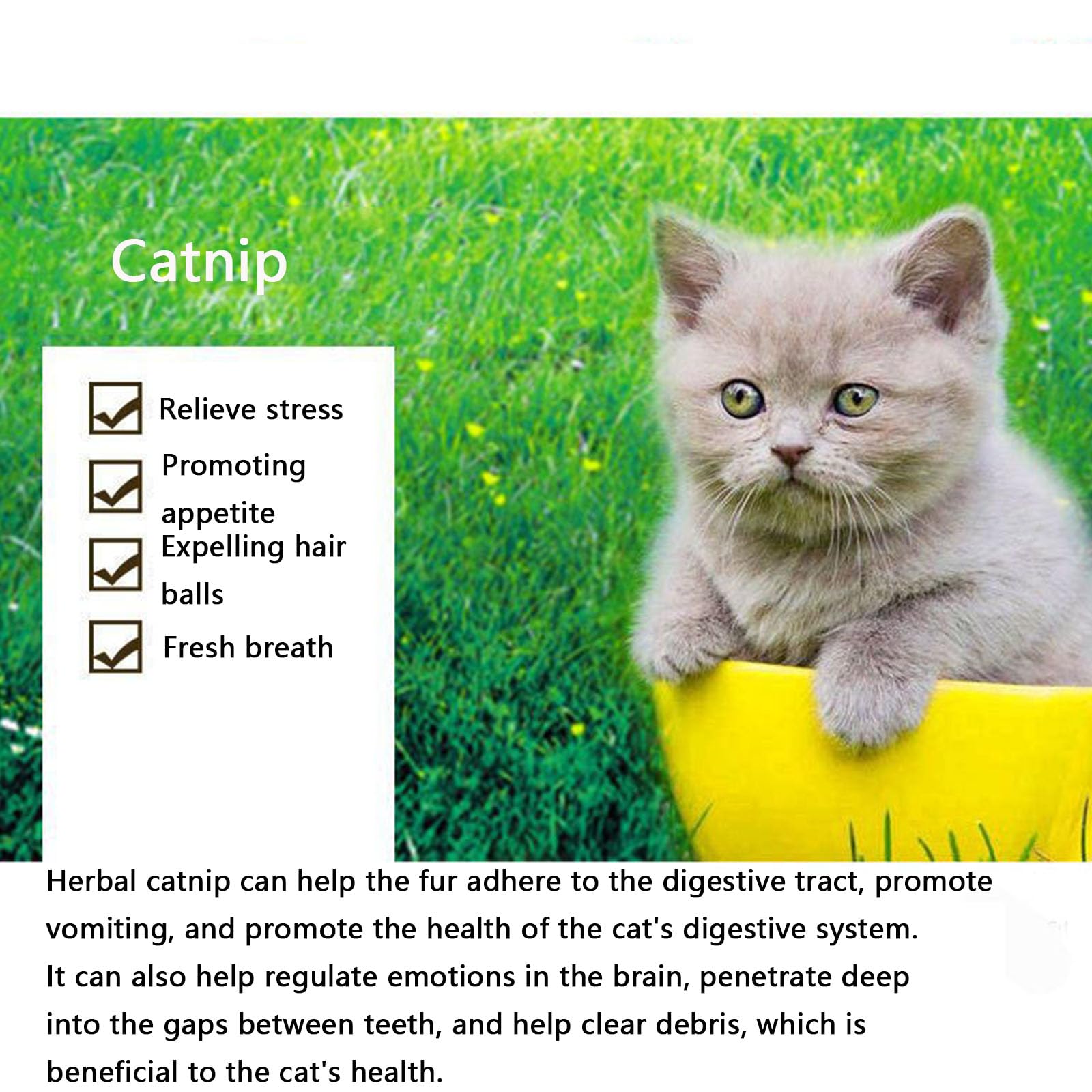 عبوة النعناع البري المجفف، تستخدم كوجبة خفيفة أو لحشو ألعاب القطط، مجففة ومحكمة الغلق ومعبأة لسهولة الحفظ، زجاجتان (100 جرام)