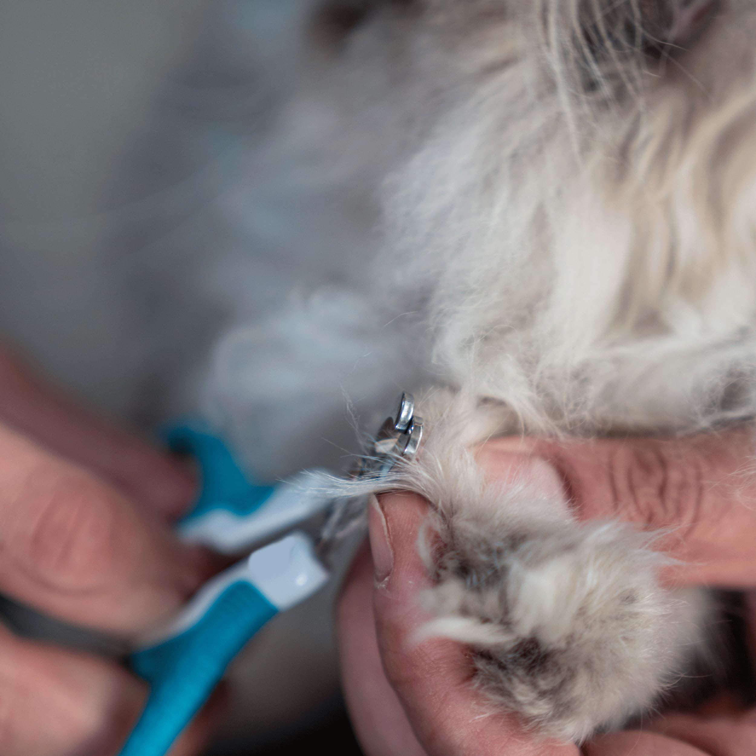 قصافة اظافر القطط والقطط والحيوانات الاليفة (ازرق)