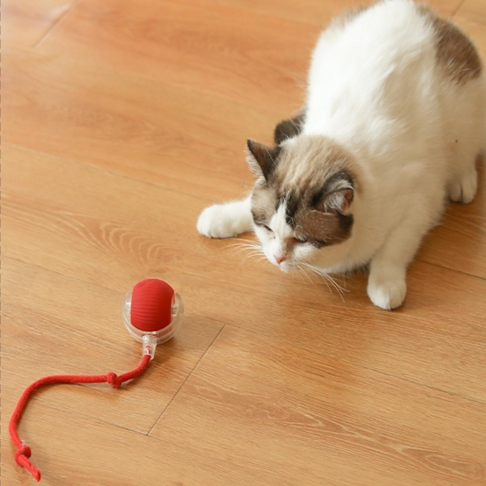 كرة تفاعلية للقطط، لعبة كهربائية دوارة للقطط. يمكن لهذه الكرة التحرك والارتداد تلقائيًا، مجهزة بأضواء باردة ومثيرة ذيل طويل. مصممة خصيصًا للقطط في الأماكن المغلقة. (احمر)