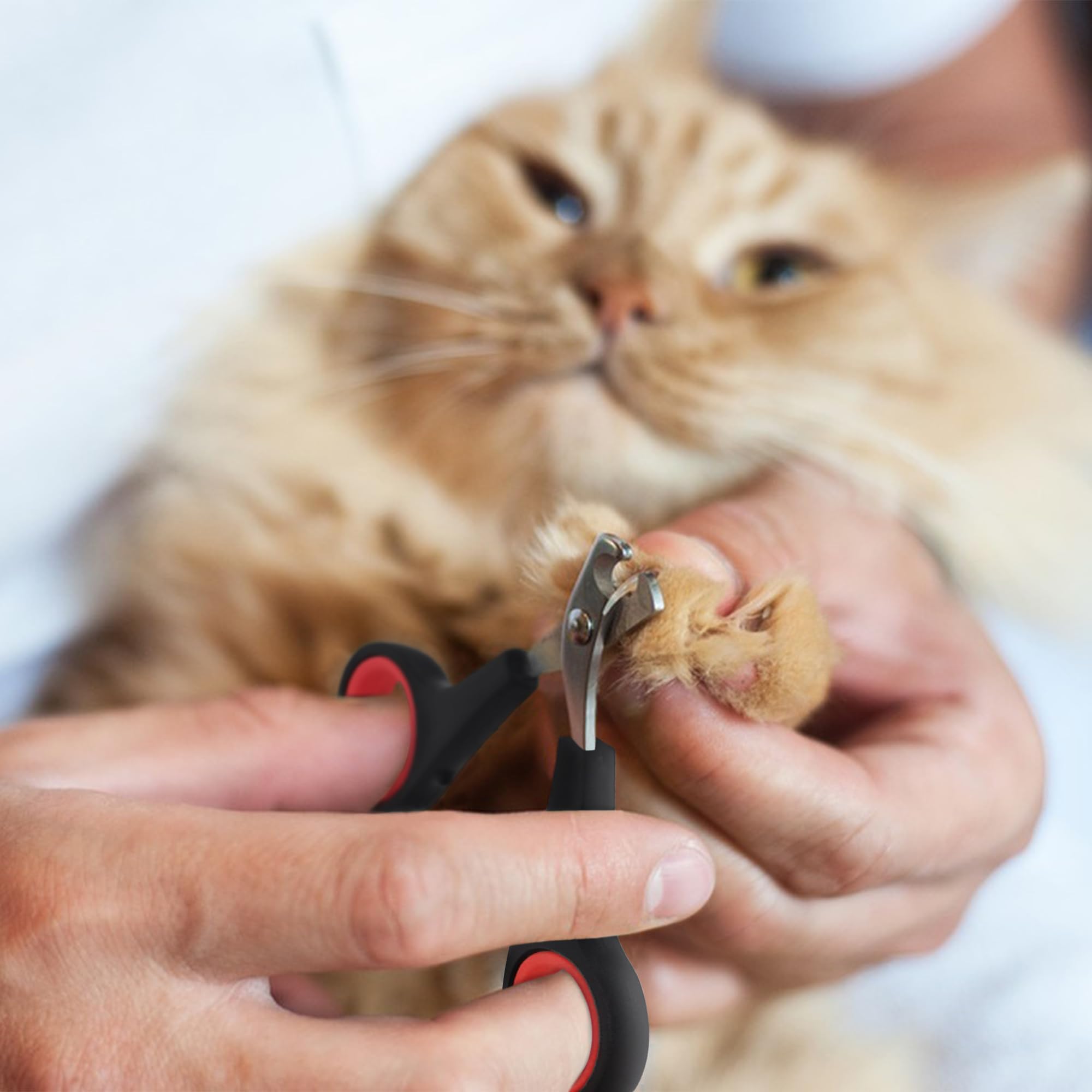 مقص اظافر احترافي للقطط من ديسيندا بمقابض كبيرة غير قابلة للانزلاق، مقص امن حاد من الستانلس ستيل للعناية بالحيوانات الاليفة الصغيرة للكلاب الصغيرة والجراء والارانب والطيور