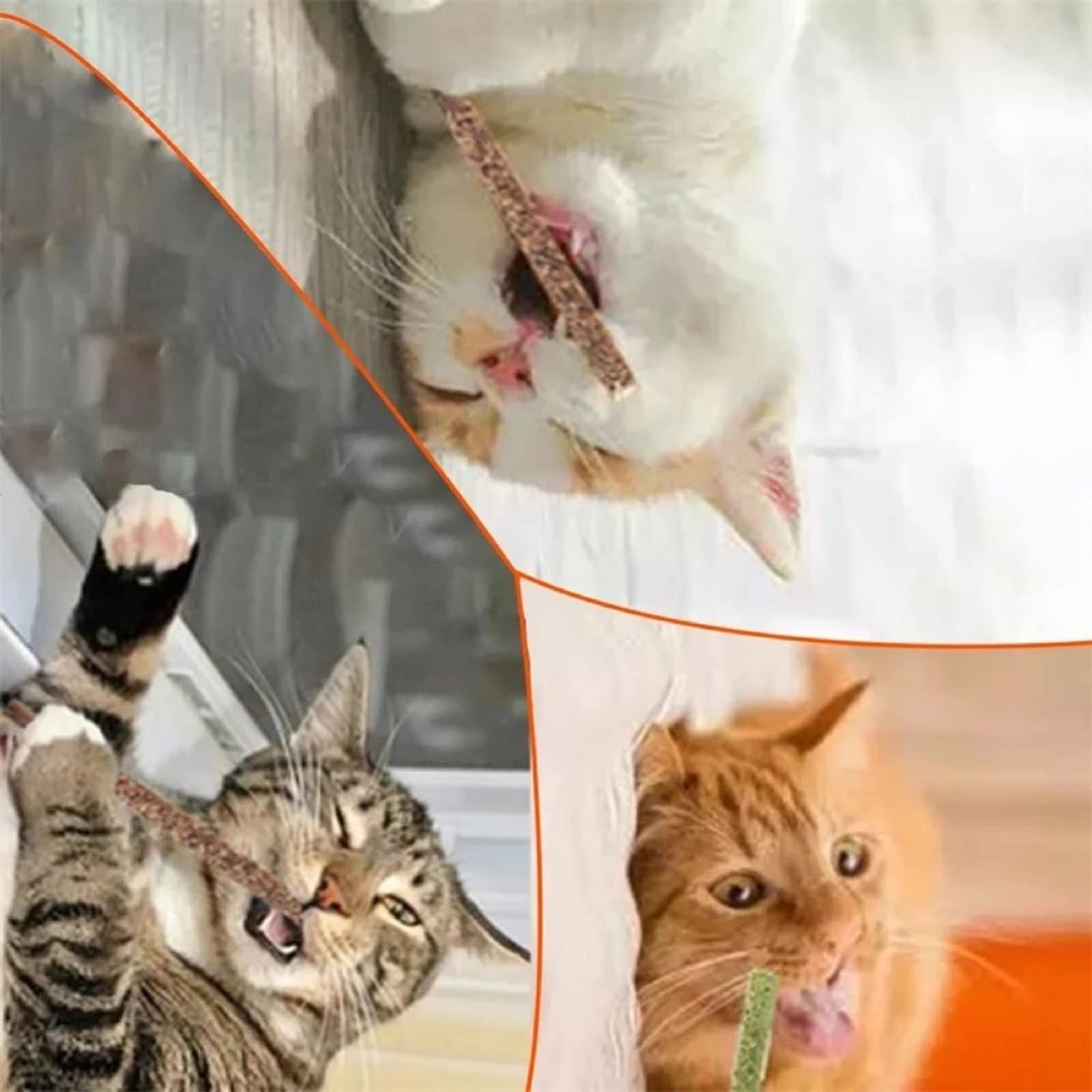 منتجات مضغ للقطط من خشب النعناع البري الطبيعي بالكامل صندوق/6 أعواد، عصي تنجو مولار لتنظيف أسنان القطط من جميع الأعمار