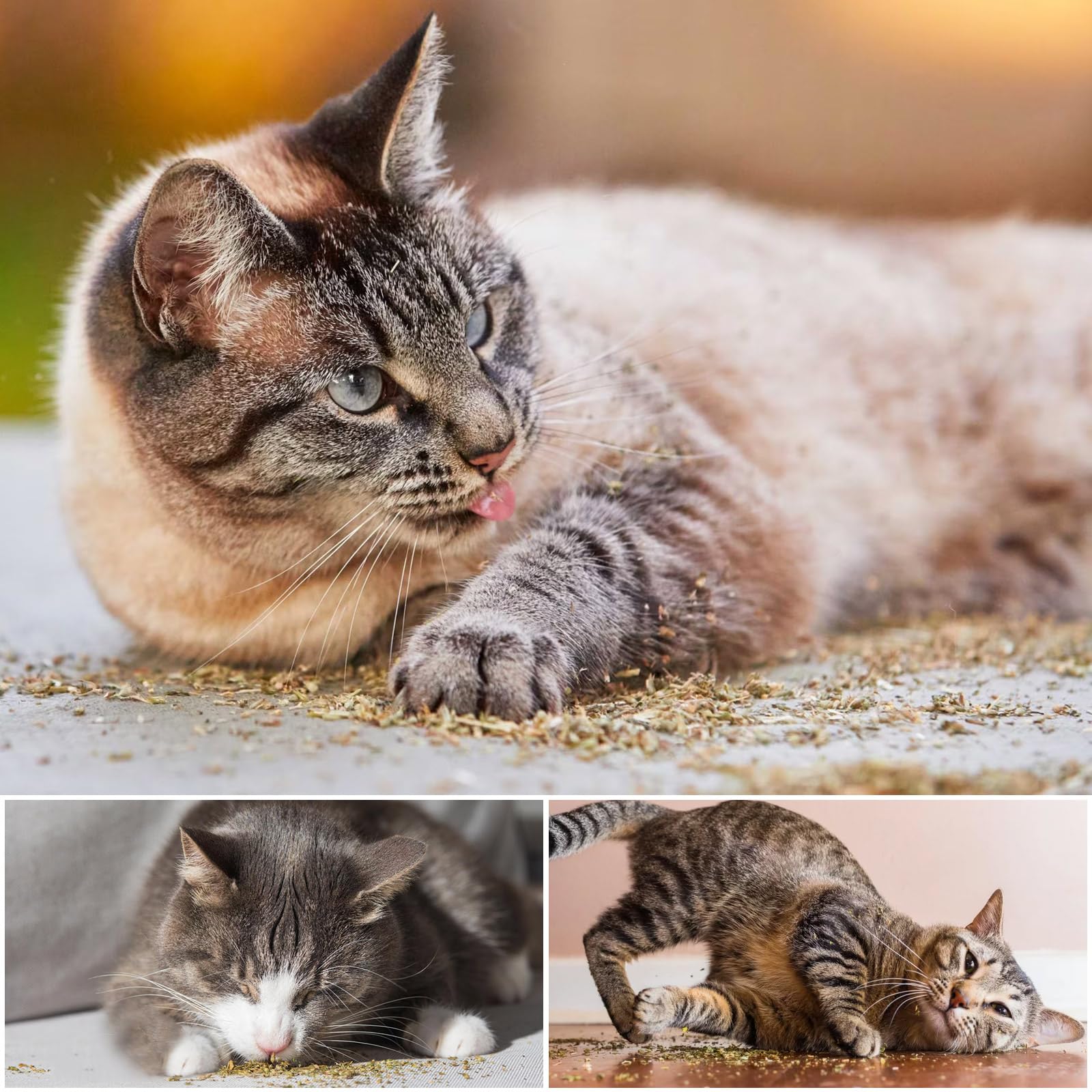 باوتشي 40 غرام من النعناع البري الطبيعي للقطط والقطط، يستخدم لالعاب النعناع البري القابلة لاعادة الملء، عشب القطط العضوي، محكم الغلق ومعبأ بدقة لسهولة التخزين