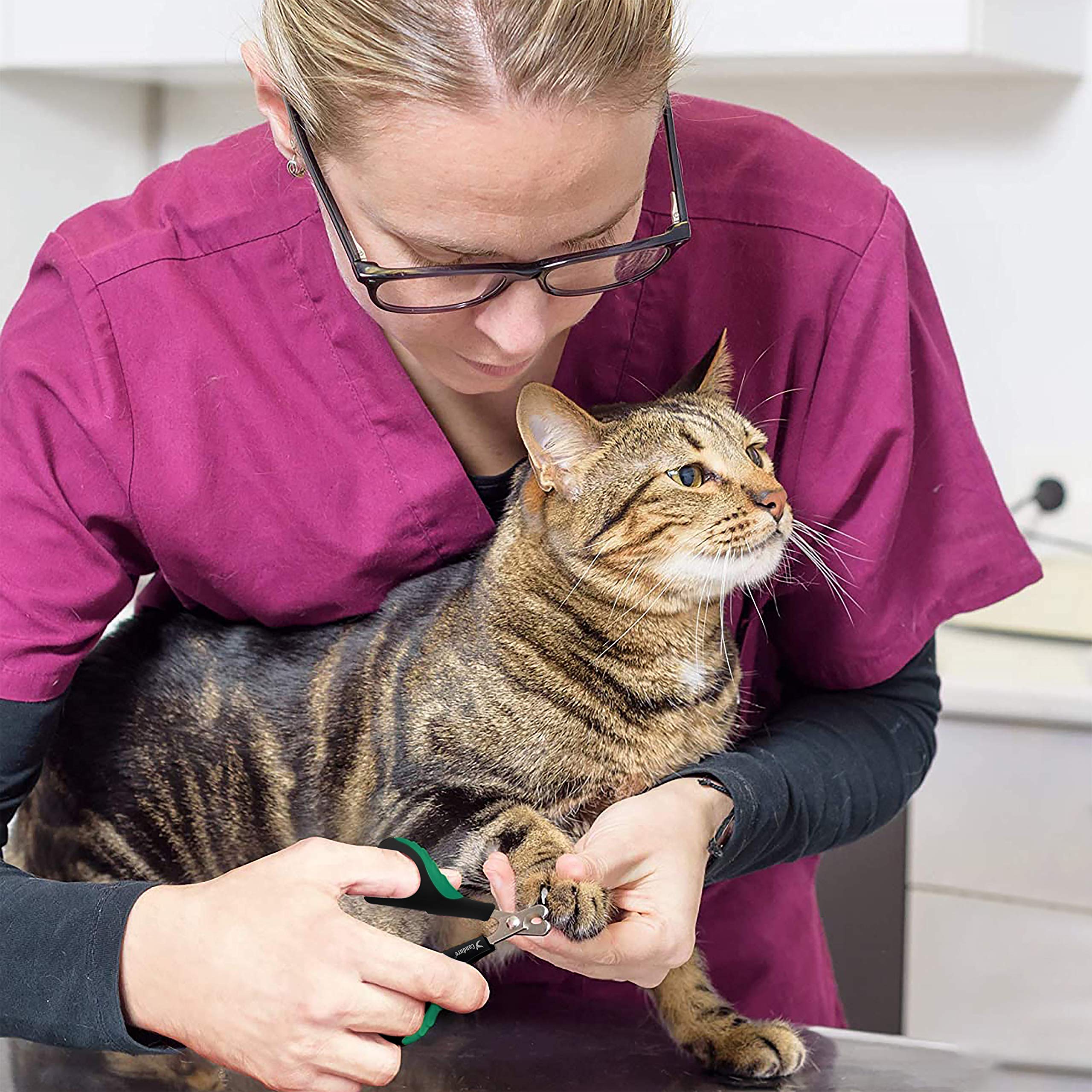 كانديور قصافة اظافر للقطط من الستانلس ستيل للارانب والخنازير الغينية والطيور والجراء والقطط الصغيرة والحيوانات الصغيرة - قصافة اظافر الحيوانات الاليفة للاستخدام الاحترافي والمنزلي 3.5 انش (اخضر)