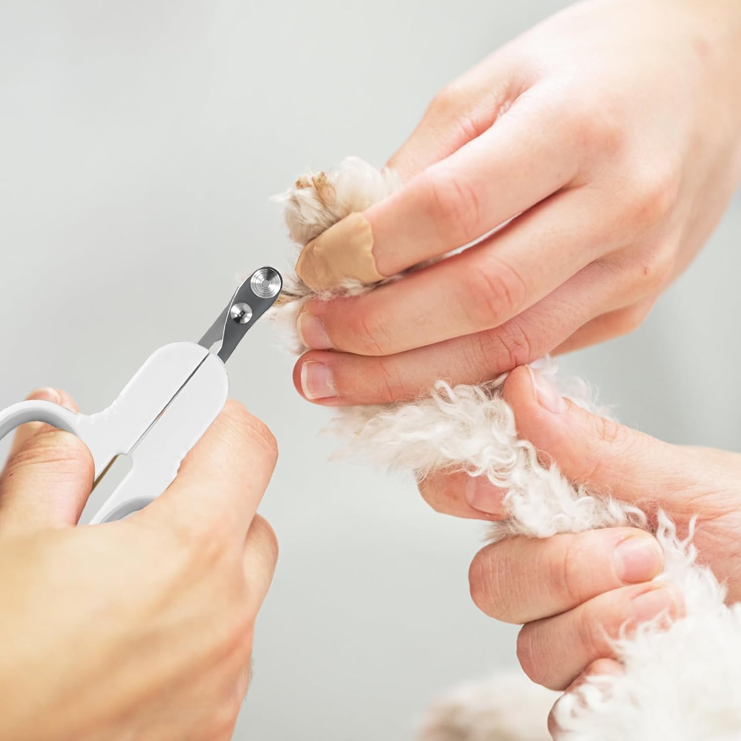 مقص اظافر للقطط من يوغولان، مقص اظافر للقطط من الستانلس ستيل امن للكلاب والجراء والارانب والحيوانات الصغيرة (ابيض)