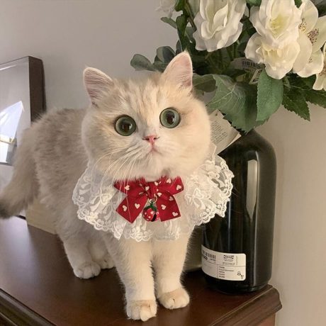 ملابس دانتيل رائعة للقطط مع فيونكة على شكل قلب أحمر للحيوانات الأليفة مصممة للقطط الأنيقة