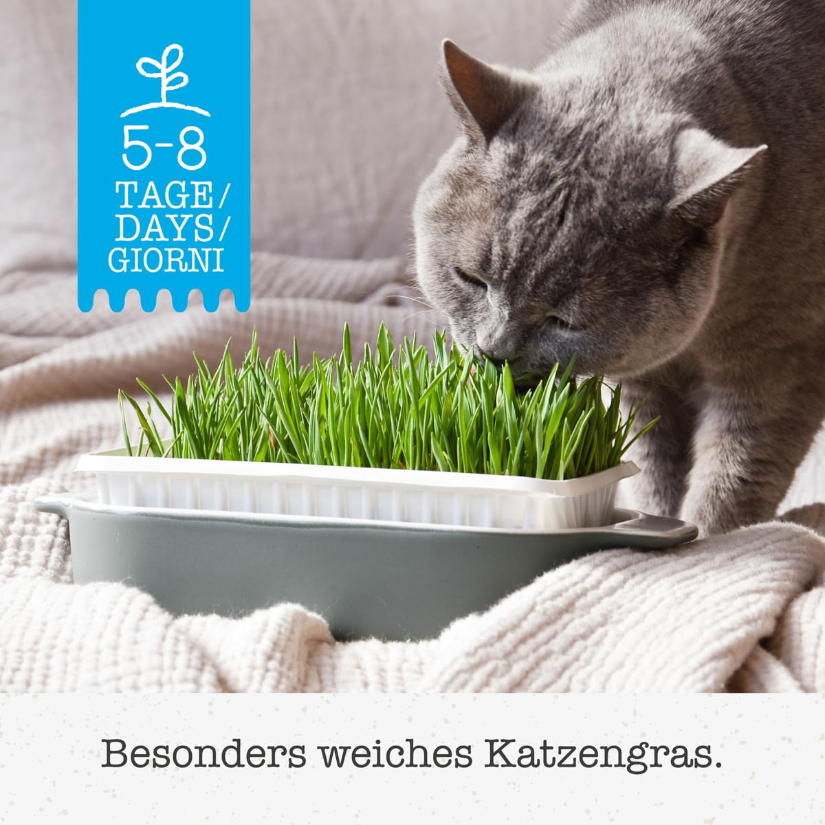 عشب سوفت-جراس لدعم صحة القطط من جيمكات (100 جم)