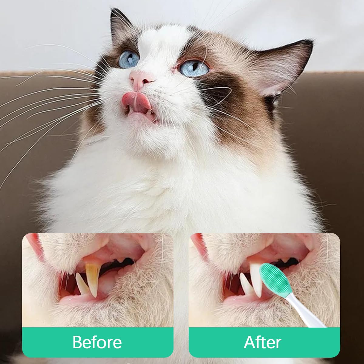 فرشاة تنظيف ذقن القطط بتصميم مزدوج الجوانب من 6 قطع، فرشاة بذور سوداء من السيليكون الناعم، مكشطة للعناية بالحيوانات الاليفة وتقشير الرؤوس السوداء (متعددة الالوان)