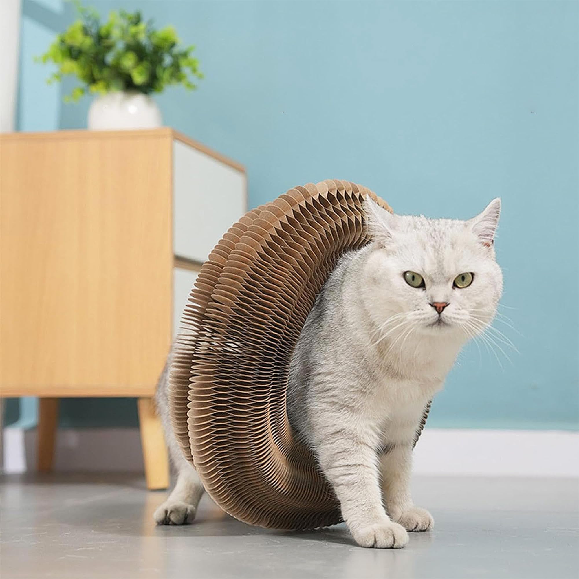 لوح خدش للقطط من تي اس دبليو سي بي واي واي ال بي، لعبة تفاعلية داخل المنزل مع كرة