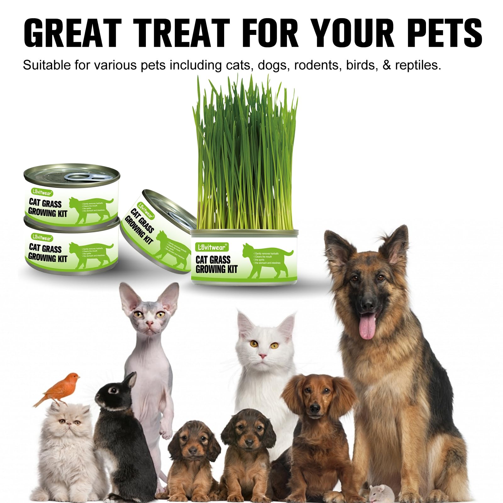 مجموعة زراعة عشب القطط الفاخرة - عبوة من 4 قطع - سهلة الزراعة للحصول على طعام لذيذ طبيعي للقطط والحيوانات الاليفة الأخرى