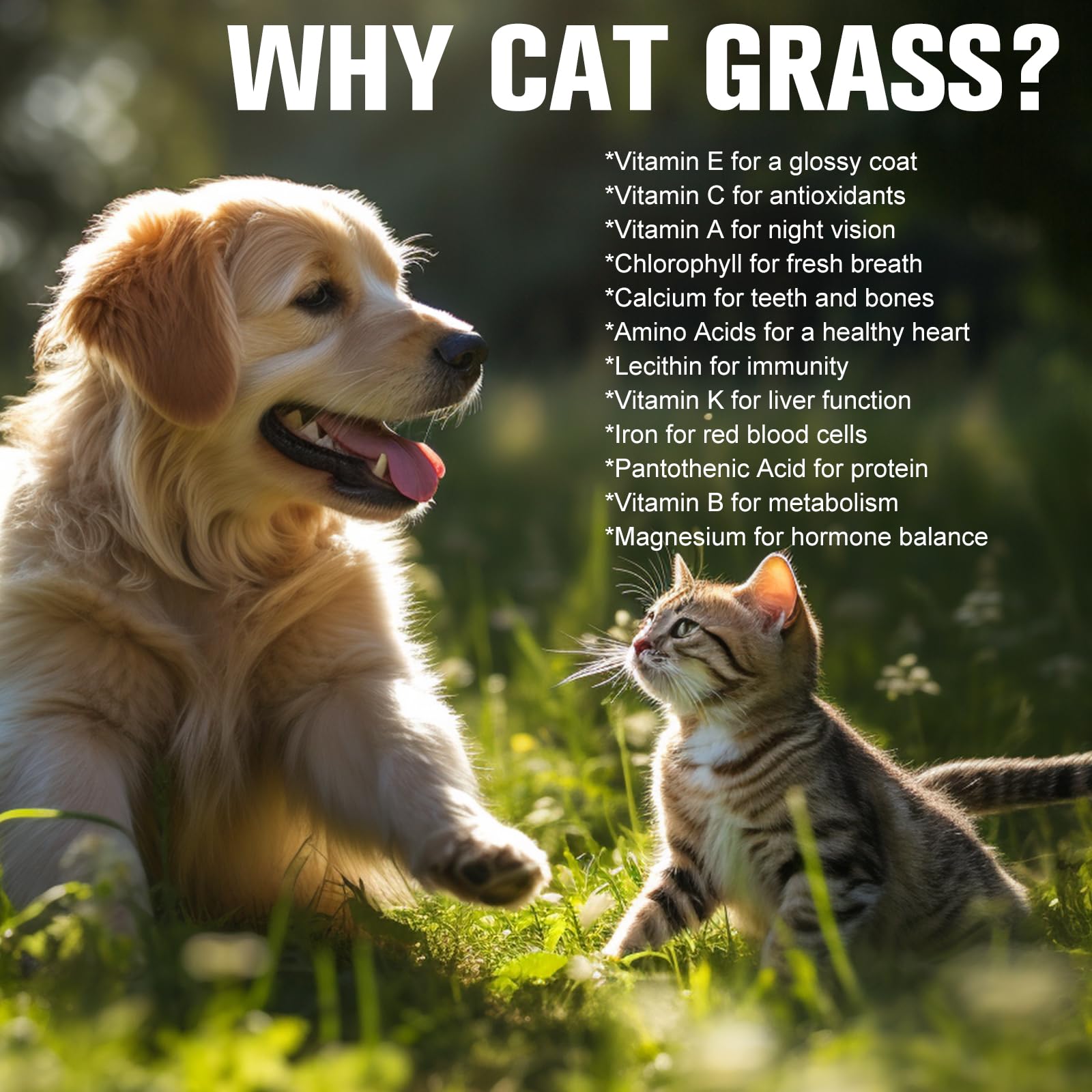 مجموعة زراعة عشب القطط الفاخرة - عبوة من 4 قطع - سهلة الزراعة للحصول على طعام لذيذ طبيعي للقطط والحيوانات الاليفة الأخرى