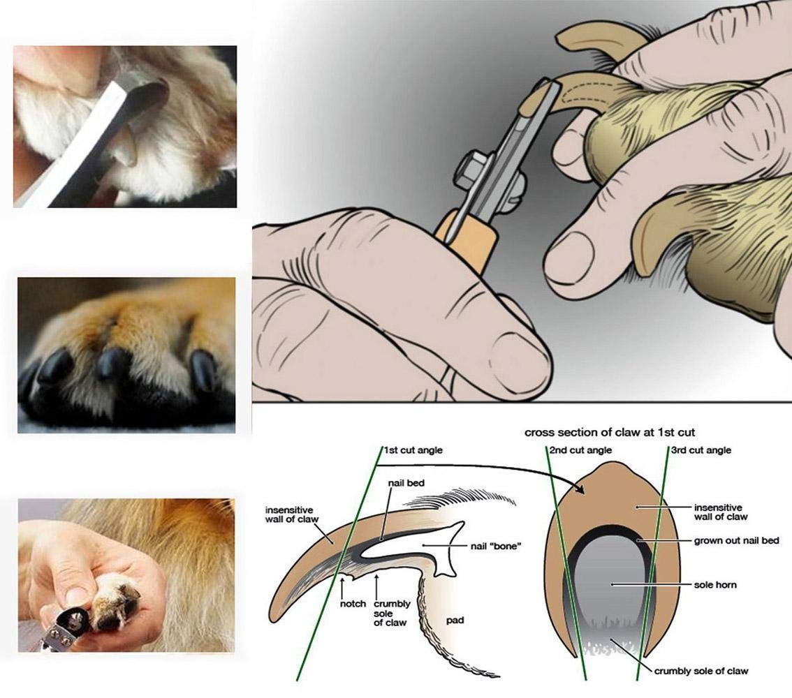 مقص اظافر للقطط والكلاب والطيور والارانب والخنزير الغيني